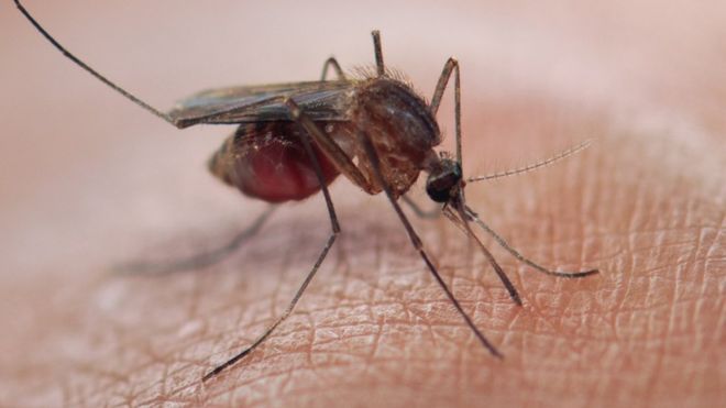 Malaria Malaria is a life-threatening disease. It's typically transmitted through the bite of an infected Anopheles mosquito. Infected mosquitoes carry the Plasmodium parasite. GETTY IMAGES