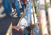 Oarfish washed ashore in Aklan Residents found this oarfish along the shores of Poblacion, New Washington, Aklan on Monday, July 8. According to the National Oceanic and Atmospheric Administration, oarfish are the longest bony fish in the sea growing to 50 feet. PHOTO COURTESY OF RIZZA ALCEDO/AKEANFORUM