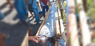 Residents found this oarfish along the shores of Poblacion, New Washington, Aklan on Monday, July 8. According to the National Oceanic and Atmospheric Administration, oarfish are the longest bony fish in the sea growing to 50 feet. PHOTO COURTESY OF RIZZA ALCEDO/AKEANFORUM
