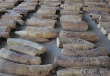 Record haul of elephant ivory seized in Singapore Pangolin scales and elephant ivory that were seized by Singapore's National Parks Board, Customs and Immigration and Checkpoints Authority from a shipment from the Democratic Republic of Congo are seen in Singapore, in this undated handout released on July 23, 2019. SINGAPORE NATIONAL PARKS BOARD