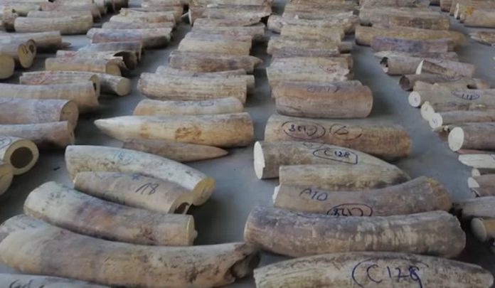 Pangolin scales and elephant ivory Singapore Pangolin scales and elephant ivory that were seized by Singapore's National Parks Board, Customs and Immigration and Checkpoints Authority from a shipment from the Democratic Republic of Congo are seen in Singapore, in this undated handout released on July 23, 2019. SINGAPORE NATIONAL PARKS BOARD