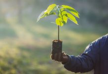Iloilo City gov’t bares plan to grow trees