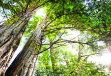 Tree planting ‘has mind-blowing potential’ to tackle climate crisis New research estimates that a worldwide planting program could remove two-thirds of all the emissions that have been pumped into the atmosphere by human activities, a figure the scientists describe as “mind-blowing.” THE GUARDIAN