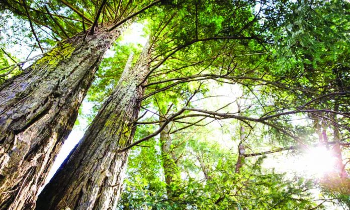 Tree-planting New research estimates that a worldwide planting program could remove two-thirds of all the emissions that have been pumped into the atmosphere by human activities, a figure the scientists describe as “mind-blowing.” THE GUARDIAN