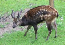Conservation of WV endemic species pushed The Visayan spotted deer (Rusa alfredi), also known as the Philippine spotted deer or Prince Alfred's deer, is a nocturnal and endangered species of deer located primarily in the rainforests of Panay and Negros islands. ZOOCHAT