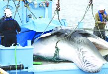 Whales caught in Japan first commercial hunt Workers prepare to unload captured Minke whale after commercial whaling at a port in Kushiro, Hokkaido Prefecture, Japan. REUTERS