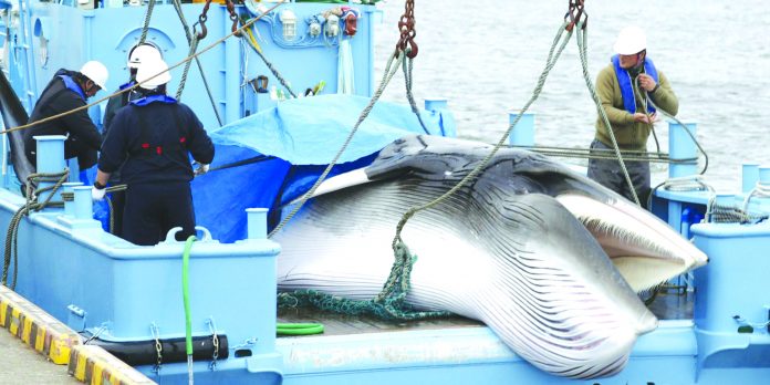 Whales caught in Japan Workers prepare to unload captured Minke whale after commercial whaling at a port in Kushiro, Hokkaido Prefecture, Japan. REUTERS