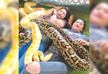 Aklan farm offers ‘snake massage’ Burmese and Albino pythons swirl around and over the bodies of tourists in Kalibo Ostrich Farm in Barangay New Buswang, Kalibo, Aklan. This exotic way of pampering is touted as the only reptile service of its kind in the province. KALIBO OSTRICH FARM VIA FACEBOOK