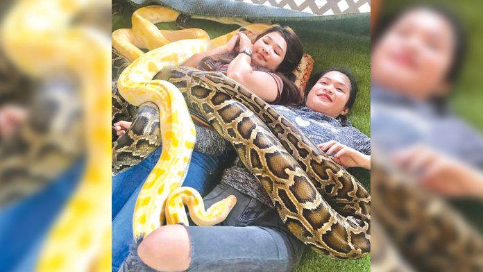 Aklan snake massage Burmese and Albino pythons swirl around and over the bodies of tourists in Kalibo Ostrich Farm in Barangay New Buswang, Kalibo, Aklan. This exotic way of pampering is touted as the only reptile service of its kind in the province. KALIBO OSTRICH FARM VIA FACEBOOK