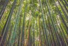 DENR chief eyes ‘Panay Island’ as country’s bamboo capital Maasin town in Iloilo is tagged as the bamboo capital of Panay due to its rich bamboo plantation. PIXBAY.COM