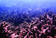 Climate change: Marine heatwaves kill coral instantly Degraded coral on the Great Barrier Reef. UNIVERSITY OF NEW SOUTH WALES
