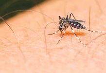 Dengue is a mosquito-borne viral disease characterized by a high fever (40°C/104°F) accompanied by two of these symptoms: severe headache, pain behind the eyes, muscle and joint pains, nausea, vomiting, and swollen glands or rash. Symptoms usually last for two to seven days, after an incubation period of four to 10 days after the bite from an infected mosquito. FILE