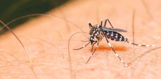 Dengue is a mosquito-borne viral disease characterized by a high fever (40°C/104°F) accompanied by two of these symptoms: severe headache, pain behind the eyes, muscle and joint pains, nausea, vomiting, and swollen glands or rash. Symptoms usually last for two to seven days, after an incubation period of four to 10 days after the bite from an infected mosquito. FILE