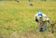Iloilo farmers welcome loan aid as ‘palay’ prices plunge PHOTO BY IAN PAUL CORDERO/PN