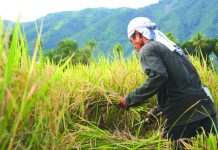 WV rice output goal for 2019 still attainable – DA The Department of Agriculture Region 6 (DA-6) remains optimistic to reach its rice output goal for 2019 despite the recent calamities that hit the region. DA-6 director Remelyn Recoter says the region’s agriculture sector is climate-dependent. BULATLAT.COM