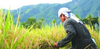 The Department of Agriculture Region 6 (DA-6) remains optimistic to reach its rice output goal for 2019 despite the recent calamities that hit the region. DA-6 director Remelyn Recoter says the region’s agriculture sector is climate-dependent. BULATLAT.COM