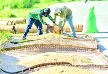 Agricultural output contracted by 1.27 percent in April to June. Crop production was led by a decline in palay output, which fell by 5.82 percent. IAN PAUL CORDERO/PN