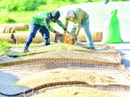Agricultural output contracted by 1.27 percent in April to June. Crop production was led by a decline in palay output, which fell by 5.82 percent. IAN PAUL CORDERO/PN