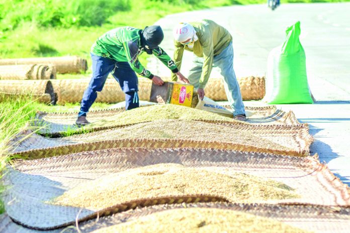 Agricultural output contracted by 1.27 percent in April to June. Crop production was led by a decline in palay output, which fell by 5.82 percent. IAN PAUL CORDERO/PN