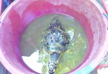 This Hawksbill sea turtle was rescued by a fisherman in Barangay Bagumbayan, Valladolid, Negros Occidental early morning on Aug. 19. MARK CABRILLOS