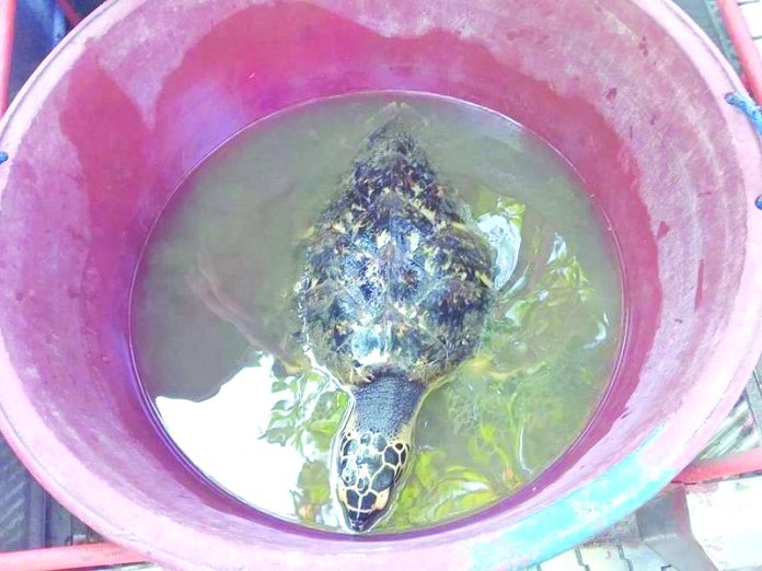 Hawksbill sea turtle This Hawksbill sea turtle was rescued by a fisherman in Barangay Bagumbayan, Valladolid, Negros Occidental early morning on Aug. 19. MARK CABRILLOS