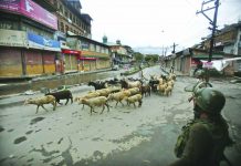 Kashmir curfew to be eased for Friday prayers Indian paramilitary soldiers guard as a Kashmiri livestock seller crosses a street ahead of Eid al Adha during a security lock down in Srinagar, Indian controlled Kashmiri, Saturday, Aug. 10, 2019. AP