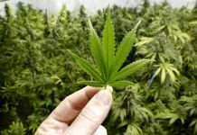 Senior yields ‘marijuana’