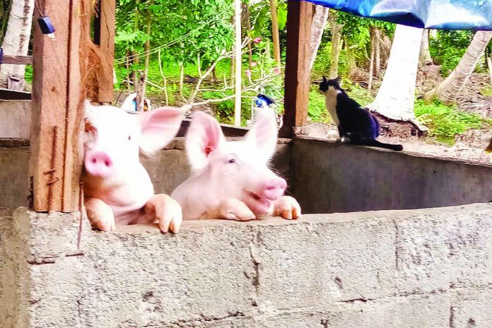 The Department of Agriculture has ordered the culling of all hogs within a one-kilometer radius of infected farms in the provinces of Bulacan and Rizal. LYRE MURAO