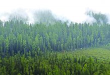Russian military called in to fight Siberian forest fires This image made from video provided by RU-RTR Russian television channel shows a view of a forest fire in the Boguchansky district of the Krasnoyarsk region, Russia Far East, Wednesday, July 31, 2019. AP