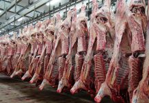Antique mayors urged to prioritize upgrading slaughterhouses Photo for representation only