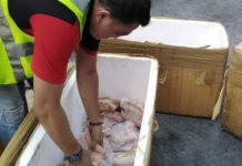 NegOcc ships back banned pork products from Luzon A member of the Provincial African Swine Fever Task Force prepares to ship back pork products from Luzon that arrived at the Bacolod Bredco Port on Sept. 25. NEGOCC PROVINCIAL ASF TASK FORCE
