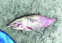 Dolphin found dead in southern NegOcc The lifeless Fraser’s dolphin found on the shoreline of Barangay Patic in Pulupandan, Negros Occidental on Wednesday. It is the fourth documented dead dolphin in the Bago-Pulupandan coastal area this year. PHOTO COURTESY OF MARK DE LA PAZ