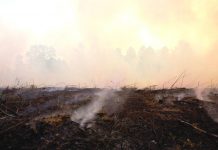 World ‘losing battle against deforestation’ Photo from FOODNAVIGATOR.COM