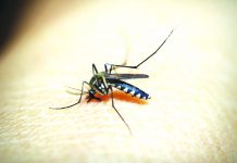 From local tradition to modern dengue remedy The Aedes aegypti mosquito transmits dengue viruses to humans through bites of an infective female Aedes mosquito, according to the World Health Organization. The Provincial Health Office in Aklan recorded 5,320 dengue cases this year. PIXABAY