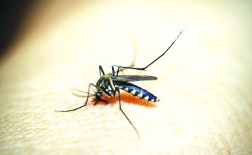 The Aedes aegypti mosquito transmits dengue viruses to humans through bites of an infective female Aedes mosquito, according to the World Health Organization. The Provincial Health Office in Aklan recorded 5,320 dengue cases this year. PIXABAY