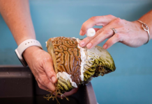 Scientists tear Caribbean reefs to stop spread of new disease Marilyn Brandt, a research associate professor at the University of the Virgin Islands’ Center for Marine and Environmental Studies, applies an antibiotic paste to corals being killed by Stony Coral Tissue Loss Disease near the University of the Virgin Islands campus in St. Thomas in the United States’ Virgin Islands, May 14, 2019. LUCAS JACKSON/REUTERS