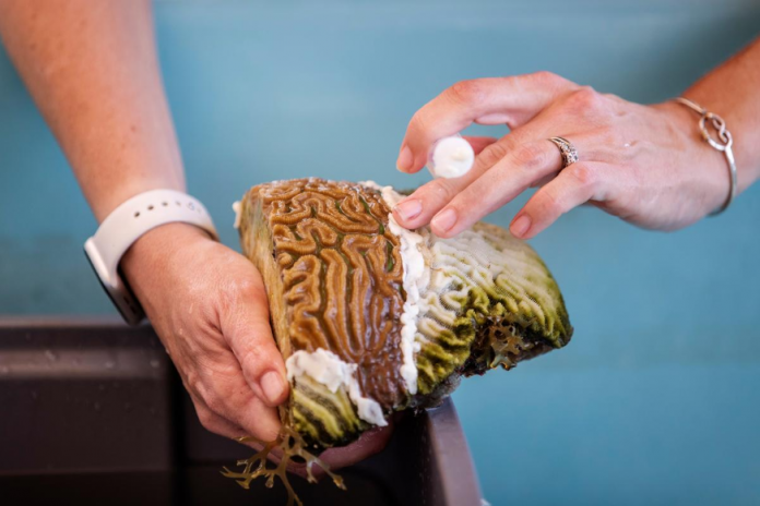 Dying corals Marilyn Brandt, a research associate professor at the University of the Virgin Islands’ Center for Marine and Environmental Studies, applies an antibiotic paste to corals being killed by Stony Coral Tissue Loss Disease near the University of the Virgin Islands campus in St. Thomas in the United States’ Virgin Islands, May 14, 2019. LUCAS JACKSON/REUTERS