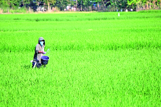 The Department of Agriculture-Agricultural Credit Policy Council has approved an additional P1-billion fund infusion for the recovery assistance program for rice farmers affected by declining palay prices due to Rice Tarrification Law. RELIEFWEB