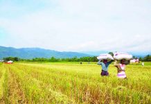 Realistic climate data seen to help boost farm yield The expanded Survival and Recovery Assistance program (SURE Aid) stands at P2.5 billion following an infusion of P1-billion fund. Department of Agriculture secretary Dar said SURE Aid is aimed at providing loan assistance for immediate relief to rice farmers affected by the impact of low palay prices as a result of the rice tariffication law, or Republic Act 11203. UN NEWS