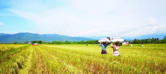 Farmers The expanded Survival and Recovery Assistance program (SURE Aid) stands at P2.5 billion following an infusion of P1-billion fund. Department of Agriculture secretary Dar said SURE Aid is aimed at providing loan assistance for immediate relief to rice farmers affected by the impact of low palay prices as a result of the rice tariffication law, or Republic Act 11203. UN NEWS