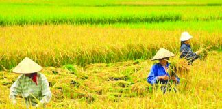 Farmers harvest rice in Bago City, Negros Occidental. A farmers’ association has sought assistance from the provincial government to help them cope with the low farmgate prices of palay. BUSINESSWORLD