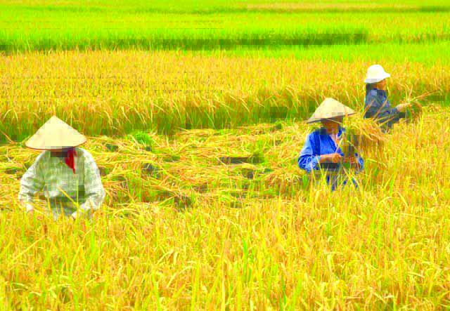 Farmers harvest rice in Bago City, Negros Occidental. A farmers’ association has sought assistance from the provincial government to help them cope with the low farmgate prices of palay. BUSINESSWORLD