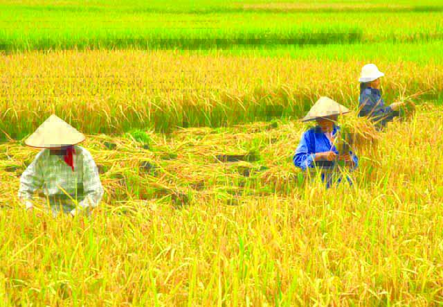 Farmers Farmers harvest rice in Bago City, Negros Occidental. A farmers’ association has sought assistance from the provincial government to help them cope with the low farmgate prices of palay. BUSINESSWORLD