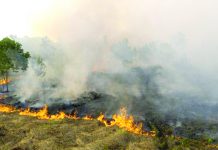 Indonesia haze: Why do forests keep burning? Many parts of Indonesia are burning.