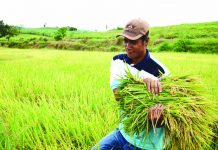 Funds not enough to cover farmers’ losses – NGO The National Food Authority (NFA) in Antique launches its aggressive palay-buying spree by solely purchasing local farmers’ produce to fill the government’s buffer stocks. DA-WESTERN VISAYAS