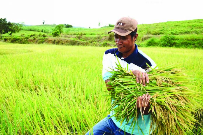 The National Food Authority (NFA) in Antique launches its aggressive palay-buying spree by solely purchasing local farmers’ produce to fill the government’s buffer stocks. DA-WESTERN VISAYAS