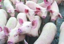 SWINE DISEASE. Swine deaths due to pneumonia and other diseases are reported in Negros Occidental as the provincial government intensifies its campaign against African swine fever, which has affected some farms in Luzon. The Provincial Veterinary Office cited the need for a more active participation by the public in reporting these incidents. INSURANCE JOURNAL