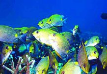 Antique expands marine conservation campaign FEEDING ON SEAWEEDS. Rabbit fish (Siganus fuscescens), commonly known as “danggit,” is named for its rabbit-like snout and also for its habit of grazing on seaweeds. A seaweed farm in Caluya, Antique – the biggest in Western Visayas – is under siege by these fishes found in shallow tropical marine waters. PHYS.ORG
