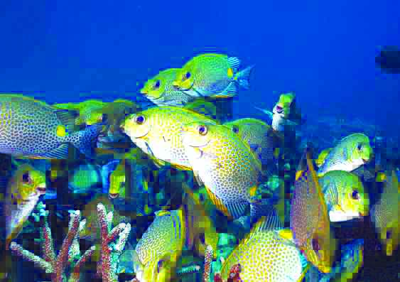 Rabbit fish FEEDING ON SEAWEEDS. Rabbit fish (Siganus fuscescens), commonly known as “danggit,” is named for its rabbit-like snout and also for its habit of grazing on seaweeds. A seaweed farm in Caluya, Antique – the biggest in Western Visayas – is under siege by these fishes found in shallow tropical marine waters. PHYS.ORG