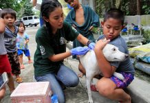 Rabies remains a public threat but region short of vaccines A member of Humane Society International (HSI) administers the anti-rabies vaccine on a dog as part of their mass vaccination. Dogs are responsible for as much as 99 percent of rabies transmissions to humans, says the World Health Organization. REUTERS FILE PHOTO